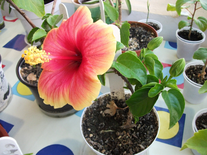 DSCF1545 - Hibi 2011-2012