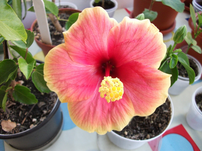 DSCF1547 - Hibi 2011-2012