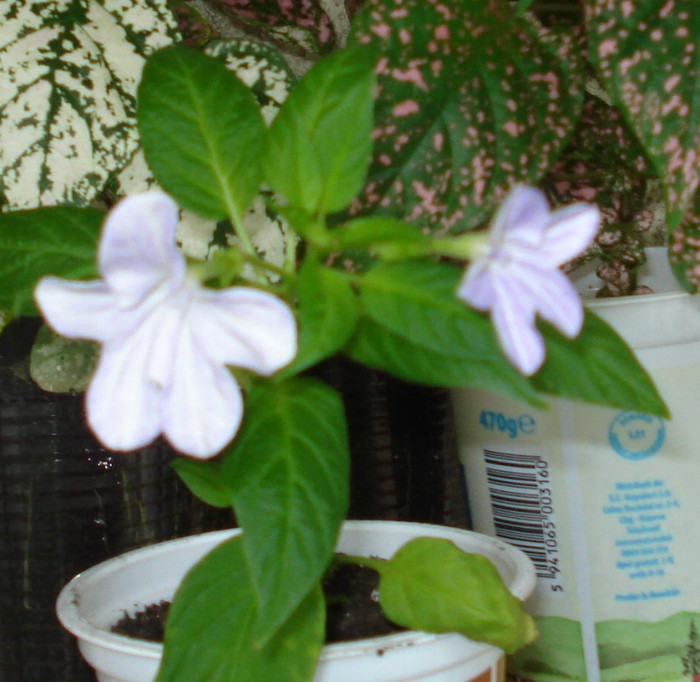 2011 - Browallia speciosa - floarea de ametist