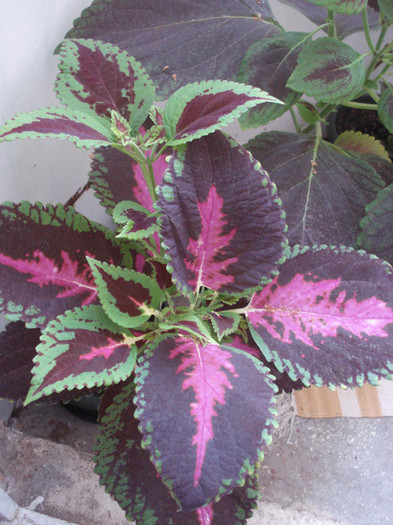 2 - Coleus blumei