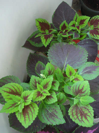 3 - Coleus blumei