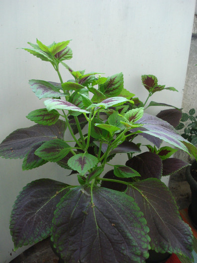 4 - Coleus blumei