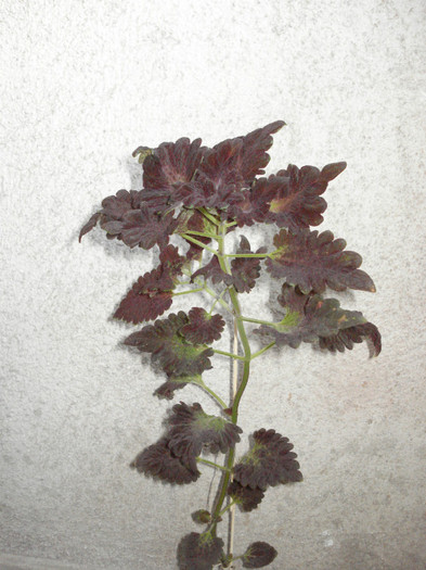 2011 - Coleus Black Dragon