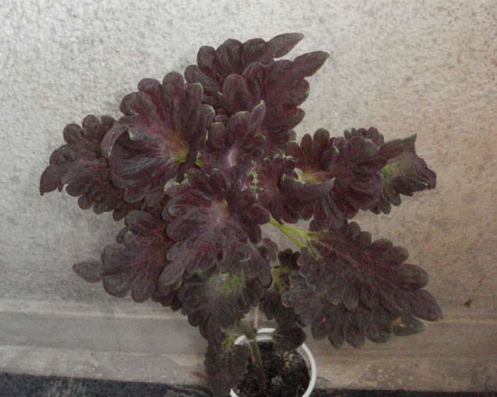 2011 - Coleus Black Dragon