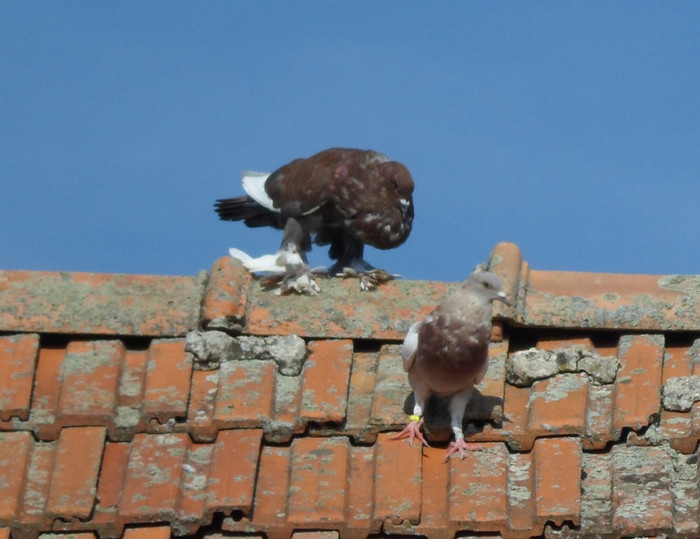 mascul_ceh_cu_pomeran - 2011_2_Tineret