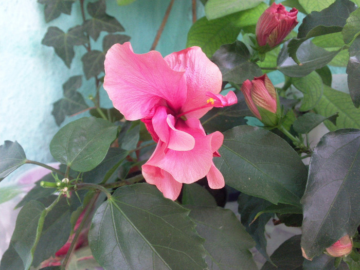 4SEPT11 (7) - x - Hibiscusi