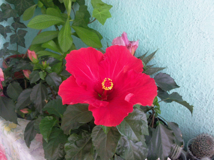 4SEPT11 (8) - x - Hibiscusi