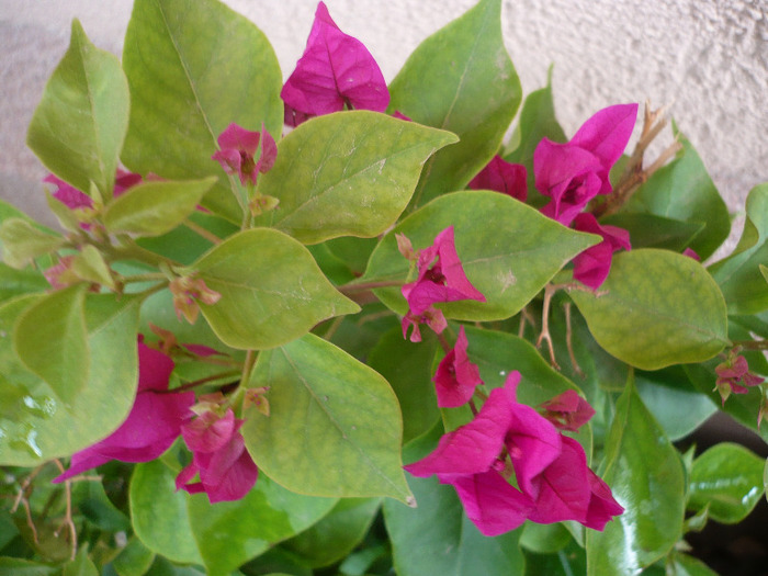 04.09.2011 - zzz-BOUGAINVILLEA-2011