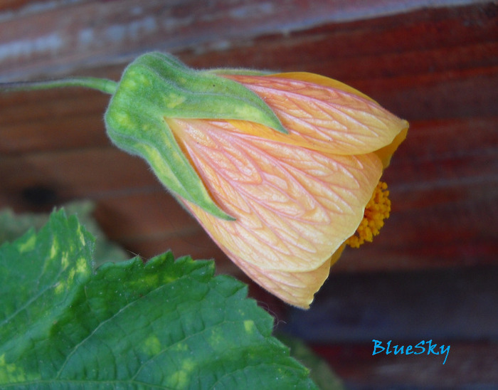 Abutilon pictum