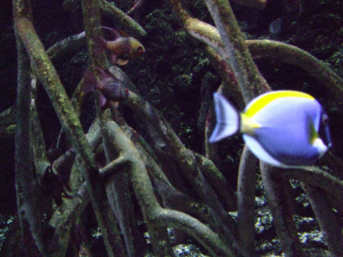 2011_09030324 - Sea life- acvariul din Hanovra