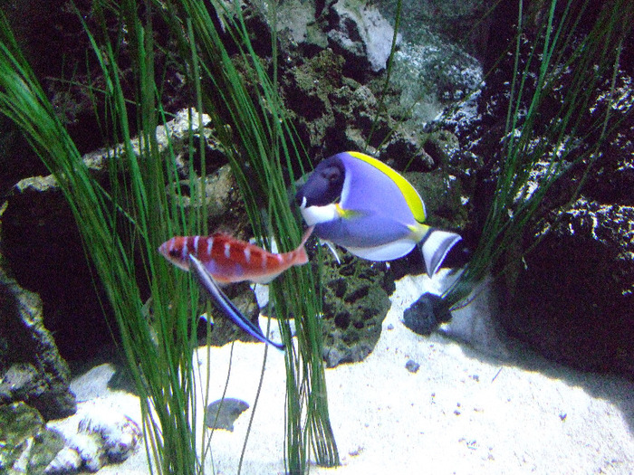 2011_09030326 - Sea life- acvariul din Hanovra