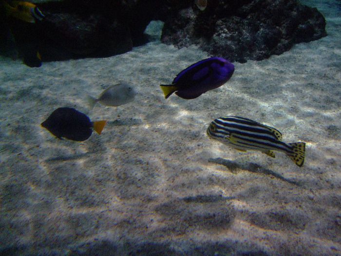 2011_09030332 - Sea life- acvariul din Hanovra