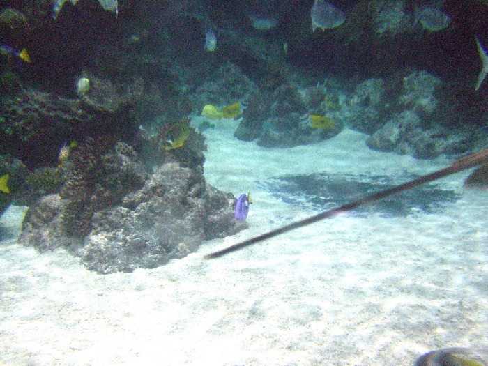 2011_09030334 - Sea life- acvariul din Hanovra