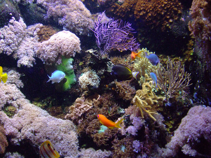 2011_09030338 - Sea life- acvariul din Hanovra