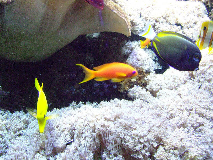 2011_09030339 - Sea life- acvariul din Hanovra
