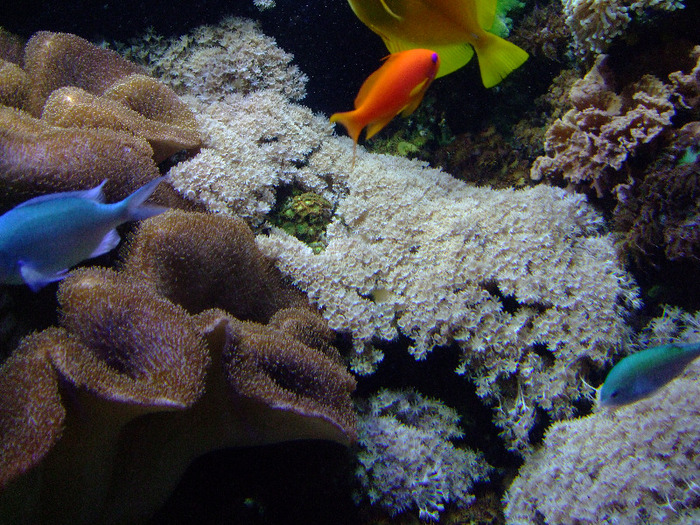 2011_09030341 - Sea life- acvariul din Hanovra