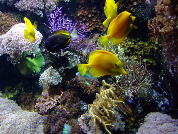 2011_09030342 - Sea life- acvariul din Hanovra