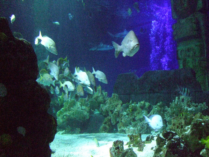 2011_09030343 - Sea life- acvariul din Hanovra