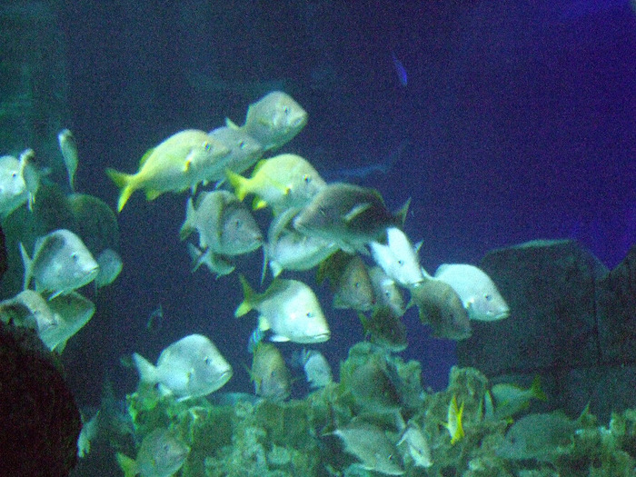 2011_09030344 - Sea life- acvariul din Hanovra