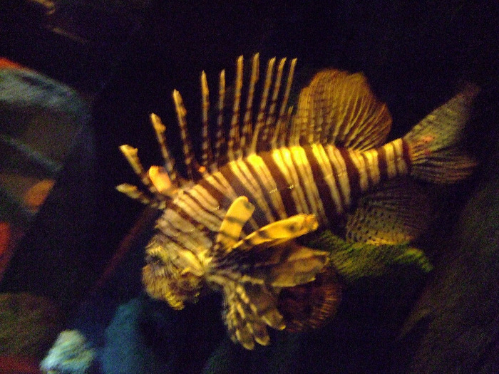 2011_09030346 - Sea life- acvariul din Hanovra