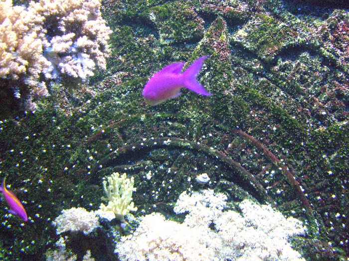 2011_09030347 - Sea life- acvariul din Hanovra