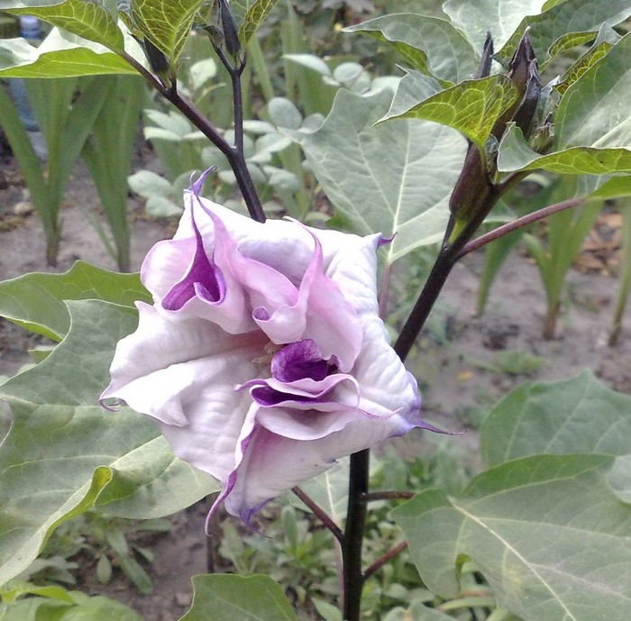 e superba ! - Brugmansia si datura