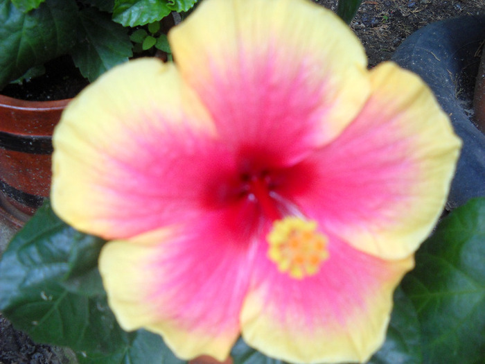 3.09.011 am inflorit - HIBISCUS- 2011