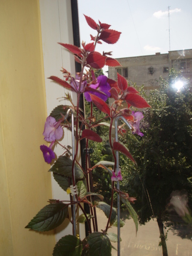 achimenes