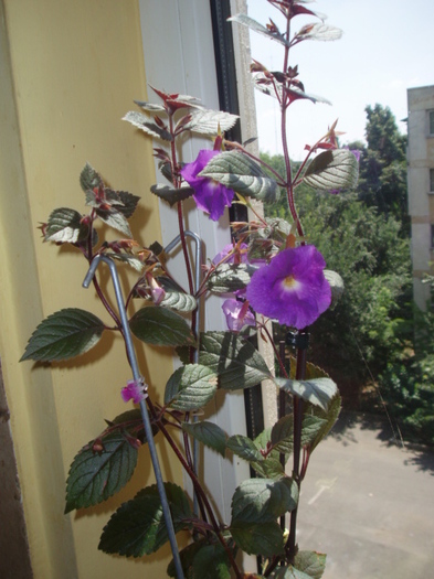 P7293835