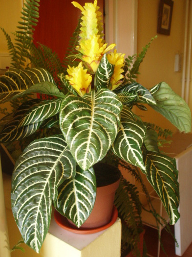 aphelandra; nu o mai am
