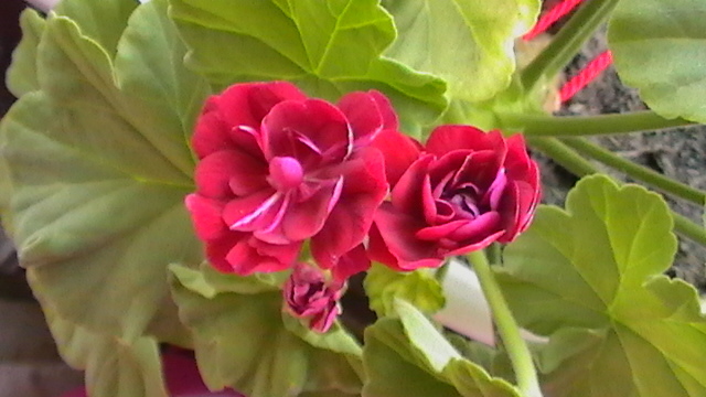muscata-trandafiras - plantele  de apartament