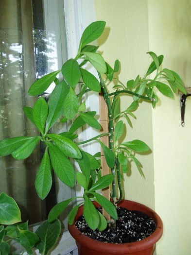 arbore cauciuc