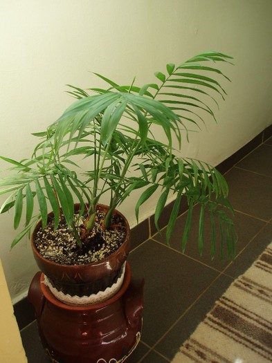 Chamaedorea elegans