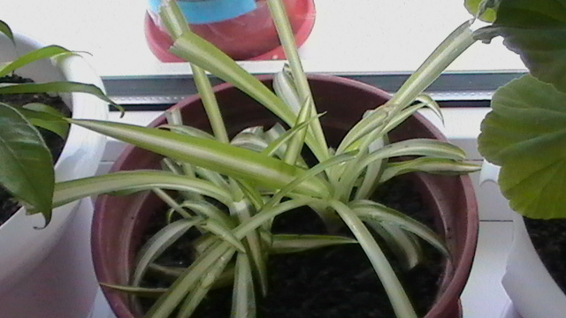 Chlorophytum - planta paianjen - plantele  de apartament