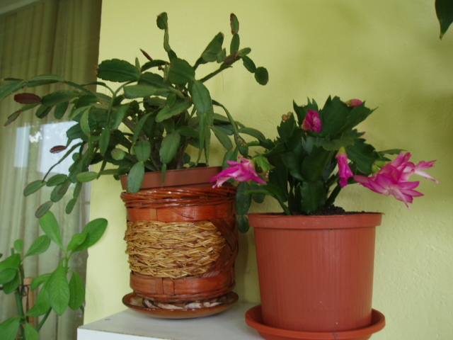 Schlumbergera