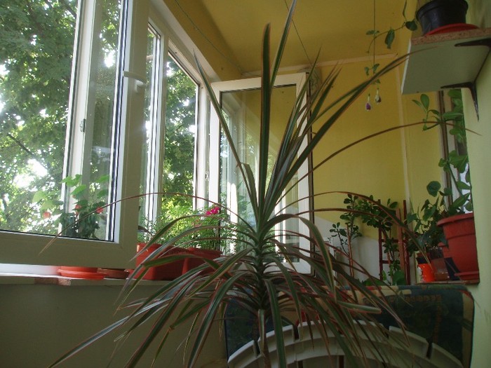 dracena marginata tricolor
