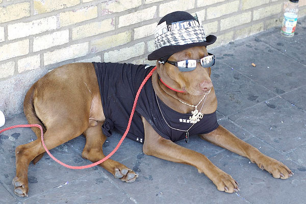 poze_haioase_cu_caini_01 - poze haioase