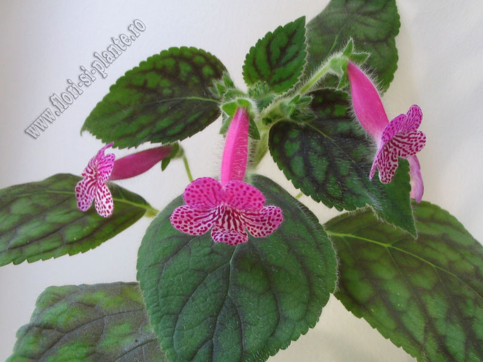 Kohleria Rongo 15 - KOHLERIA I
