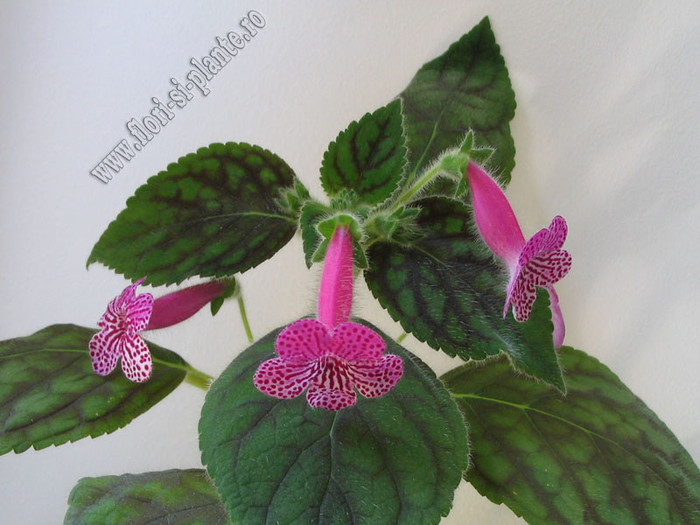 Kohleria Rongo 17 - KOHLERIA I