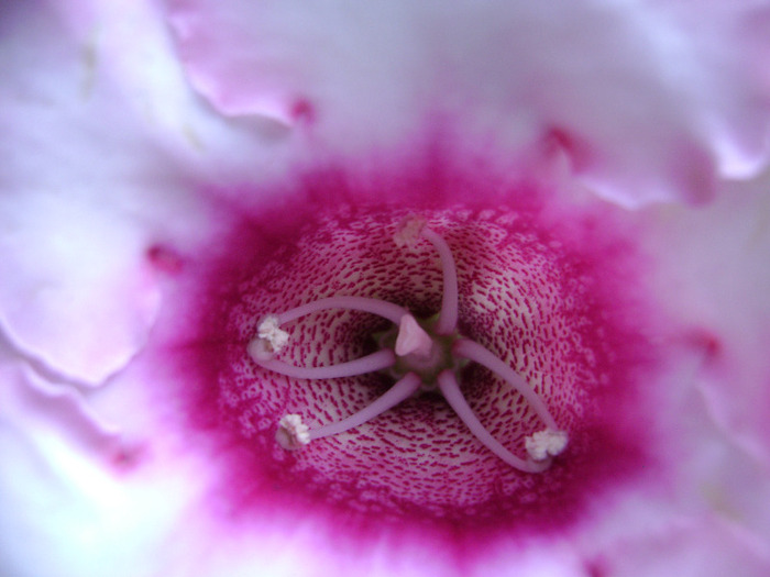 DSC07808 - Gloxinii 2011