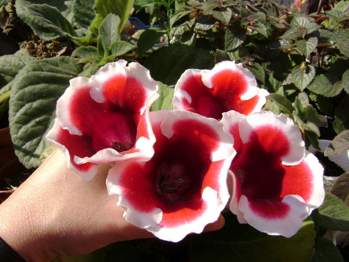 DSC07823 - Gloxinii 2011