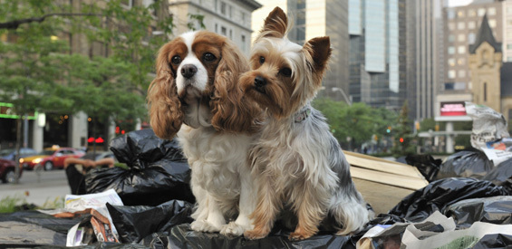 sharpays_fabulous_adventure_10