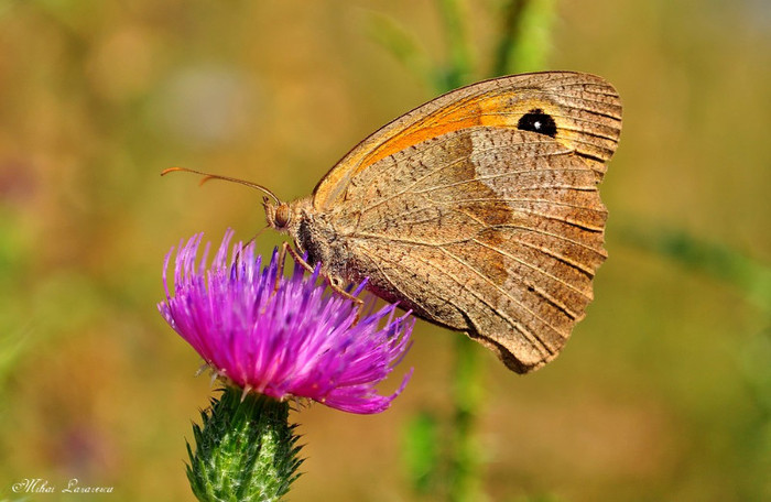 pyronia tythonus - Animalutele mele