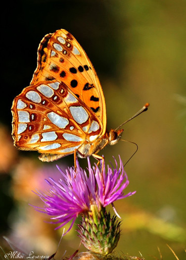 fluture - Animalutele mele