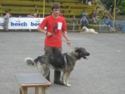 fratele meu alex si rafi la concurs - cainii mei Rafi si Ralsi