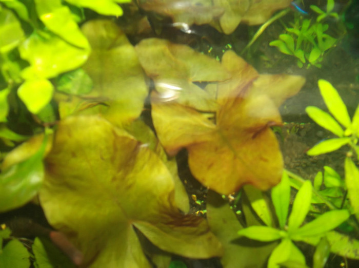 frunze nymphaea red - plante acvariu