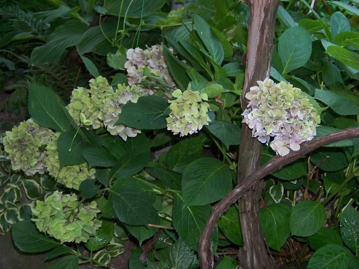 100_5469 - Septembrie 2011