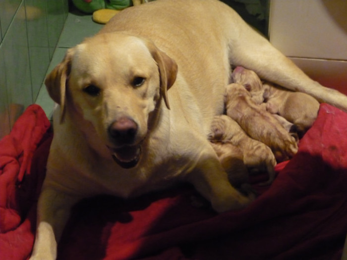 P1050761; prima ora cu puiii
