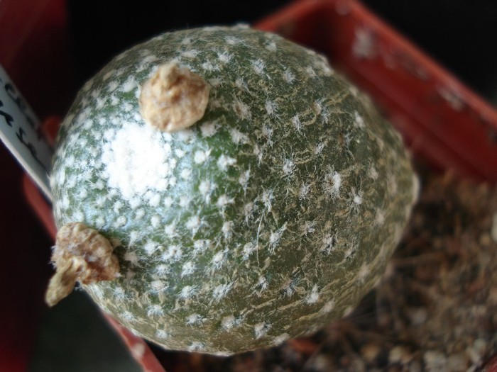 Blossfeldia pedicellata
