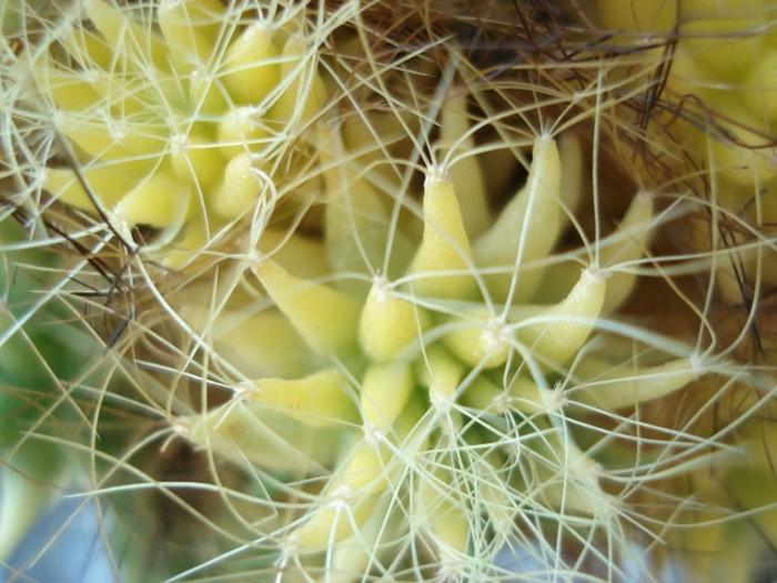 DSC04893 - Cactusi 2011